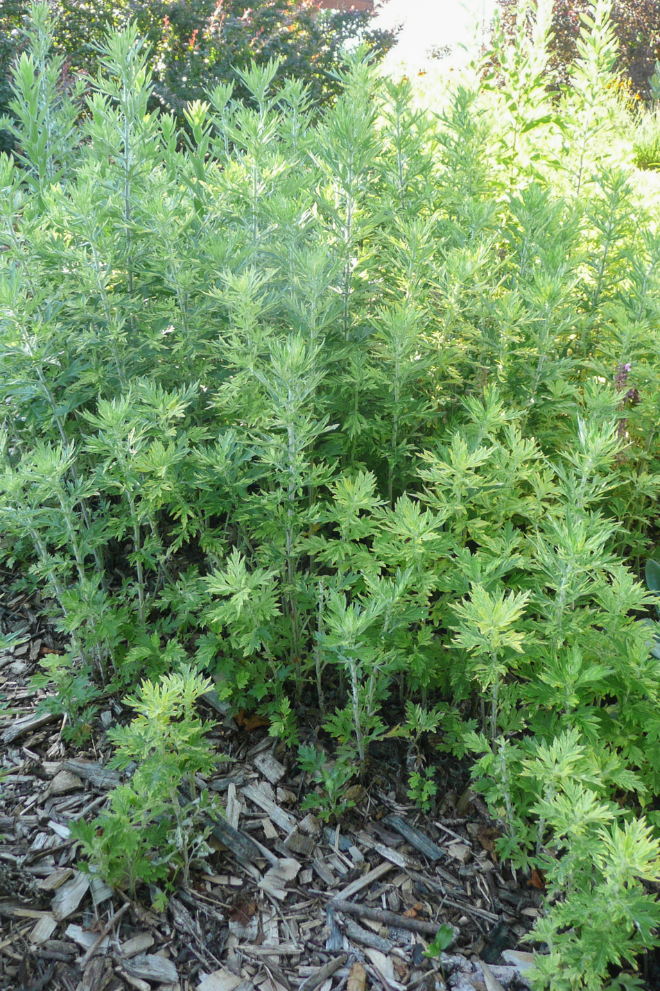 Oriental Limelight Sage